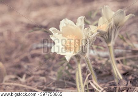 Beautiful Floral Background With First Spring Flower Snowdrop. Natural White Pasque Flower Close Up 