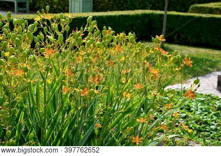 Belamcanda Chinensis 'freckle Face' Is A Beautiful Plant Of Bizarre Shape, The Original Species. It 