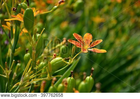 Belamcanda Chinensis 'freckle Face' Is A Beautiful Plant Of Bizarre Shape, The Original Species. It 