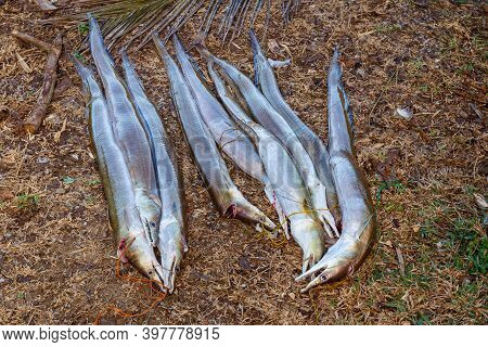 Freshly Caught Fish From Indian Ocean On Ground, Masoala Madagascar