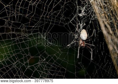 White Spider Nephilengys Livida, Nephilid Spider, Common In Human Dwellings. Masoala National Park, 