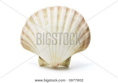 海贝壳
