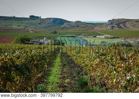 Vineyards Wine Fields During Autumn In Sicily Ital. Field Of Wine Fields On The Hills Of Sicilia