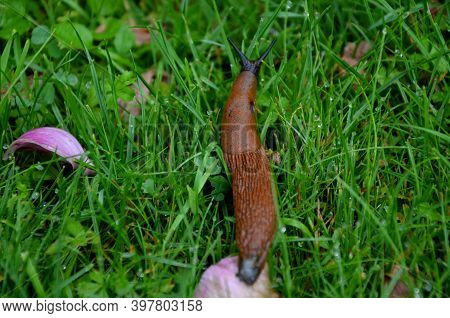 Collecting Brown Rusty Orange Spanish Snails From A Vegetable Garden Where Their Invasion Damages Th