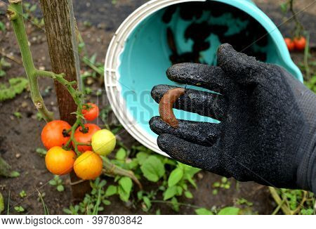 Collecting Brown Rusty Orange Spanish Snails From A Vegetable Garden Where Their Invasion Damages Th