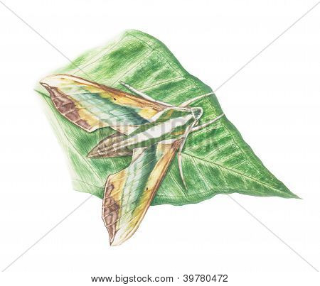 greenhawk güve