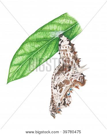 pupa