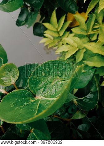 Cianjur, West Java, Indonesia, December 3, 2020, Portrait of wet green leaves