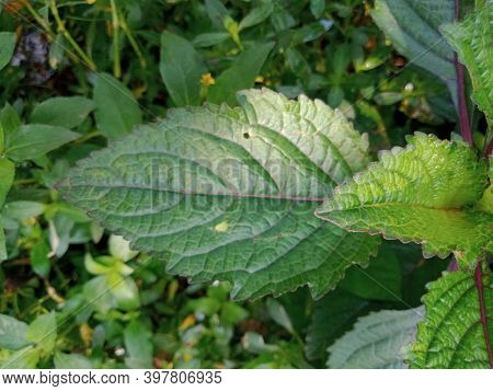 Cianjur, West Java, Indonesia, December 3, 2020, green leaves are exposed to the sun in the morning