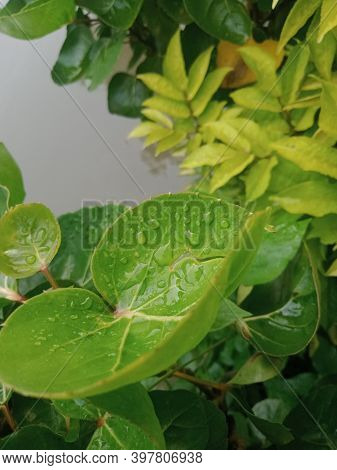 Cianjur, West Java, Indonesia, December 3, 2020, green leaves are exposed to rain
