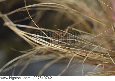 New Zealand Sedge Prairie Fire - Latin Name - Carex Testacea Prairie Fire