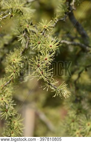 Larch Diana Branch - Latin Name - Larix Kaempferi Diana