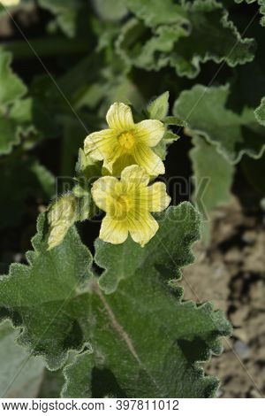 Squirting Cucumber - Latin Name - Ecballium Elaterium