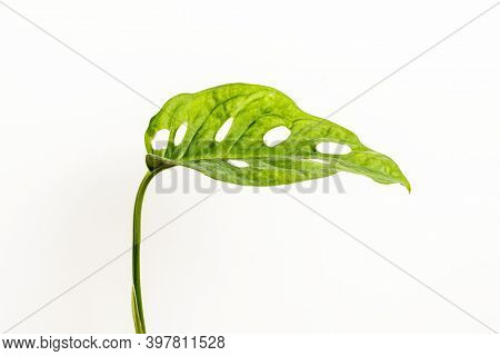 Monstera obliqua leaf on white background