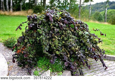 Cultivated Form Of Twisted Hazelnuts Properties It Grows To A Height Of 3m The Flowers Are Indistinc
