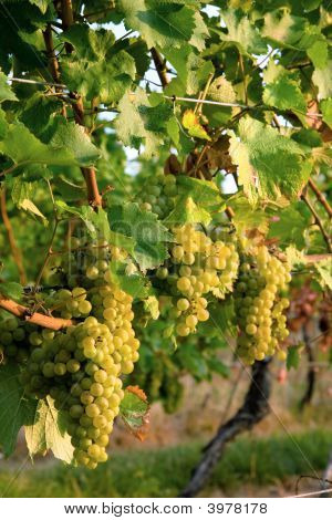 Grappolo d'uva