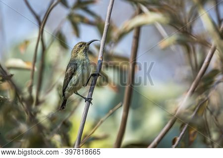 Scarlet Chested Sunbird Female In A Shrub In Kruger National Park, South Africa ; Specie Chalcomitra