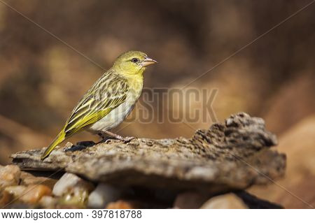 Village Weaver Standing On A Log With Natural Background In Kruger National Park, South Africa ; Spe