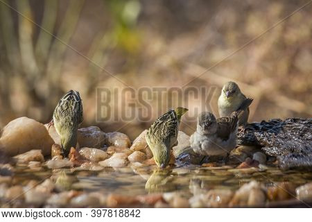 Southern Grey Headed Sparrow And Village Weave Bathing In Waterhole In Kruger National Park ; Specie