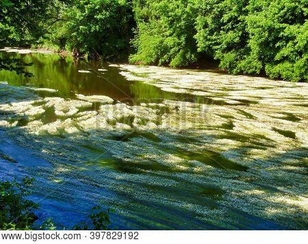River Water Crowfoot (ranunculus Fluitans) In The River Vezere, Dordogne, France The Long Trailing S
