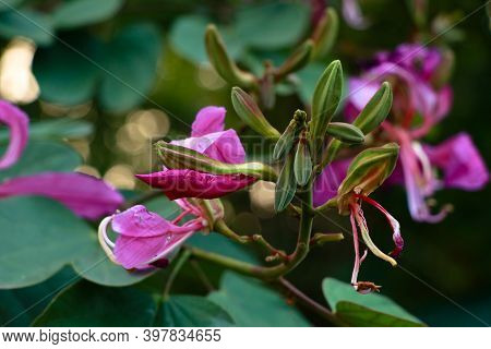 Pink Color Bauhinia Acuminate Or Orchid Tree Flower