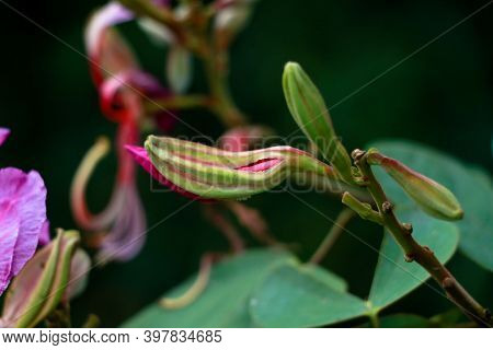 Pink Color Bauhinia Acuminate Or Orchid Tree Flower