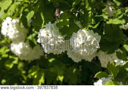Viburnum Flowers \