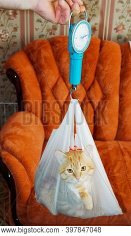 Home Weighing An Adult Cat With A Package And Steelyard