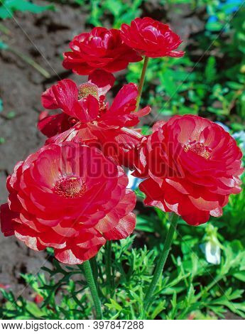 Bright Red Rununculus Blooms On A Flower Bed