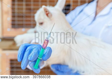 Young Veterinarian Woman With Syringe Holding And Injecting Goat Kid On Ranch Background. Young Goat