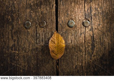 Yellow Autumn Leaf On Aged Wood With Metal Screws
