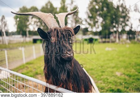 Funny Close Up Photo Of Black Hairy Goat In Zoo. The Valais Blackneck Is A Breed Of Domestic Goat Fr