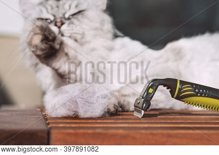 Combing Funny Grey Cat With Furminatoror. Pet Care, Grooming. Cat With A Pile Of Cat Hair After Comb
