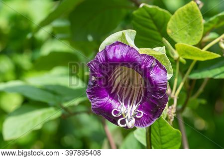 Cup And Saucer Vine (cobaea Scandens)