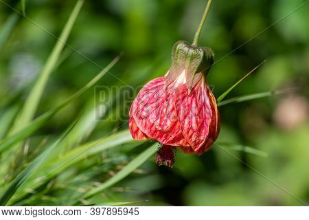 Chinese Lantern (abutilon Pictum) Flower