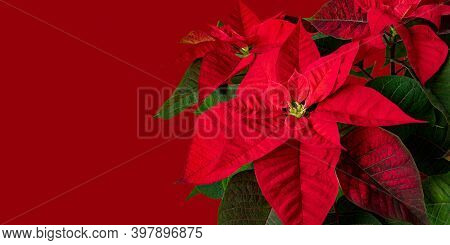 Poinsettia Or Euphorbia Pulcherrima Flowers On The Red Background. Flor De Pascua. Christmas Eve Pla