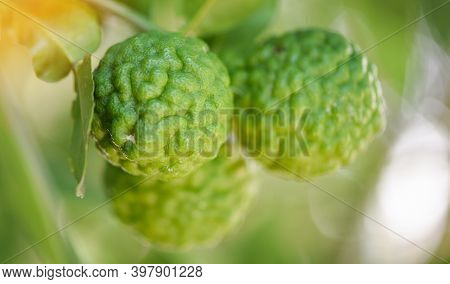 Fresh Bergamot Fruit On Tree Nature Background, Kaffir Lime, Citrus Bergamia With Leaf On Wooden Tab