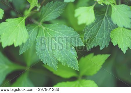 Artemisia Lactiflora, White Mugwort Leaves Green For Herb Vegetable Food Nature In The Garden