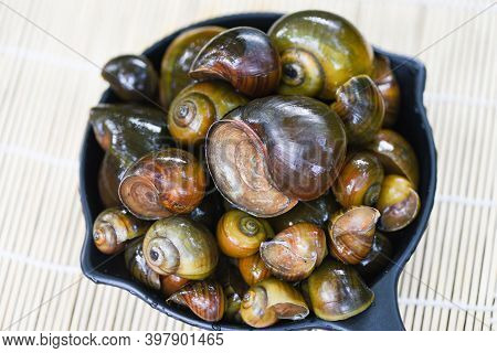 Apple Snail Freshwater Snail River From Nature Field For Food Cooked Thai Local Food, Pila Ampullace