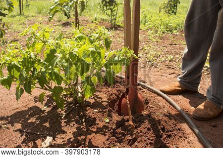 Ibitinga / Sao Paulo / Brazil - 01 23 2020: Man With His Rustic Tools Caring And Cultivating His Pla