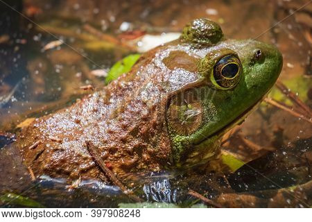 Close Up Of An American Bullfrog (lithobates Catesbeianus). Raleigh, North Carolina.