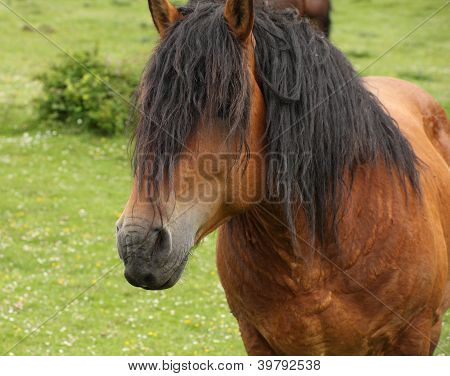 Cheval