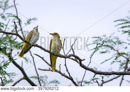 Young Eurasian Golden Oriole Or Oriolus Oriolus.