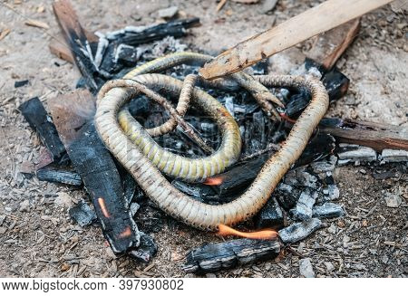 Cropped Shot Of Cooking Grilled Snake On Fired Charcoal. Local People In Some Of Asian Countries Lik