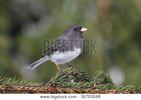 Junco haara