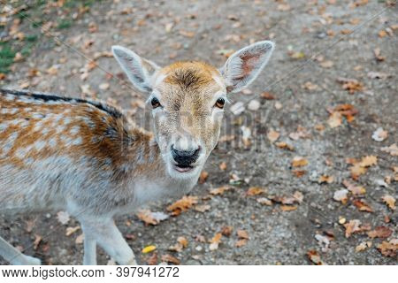 Beautiful Young Fallow Deer In The Autumn Forest.