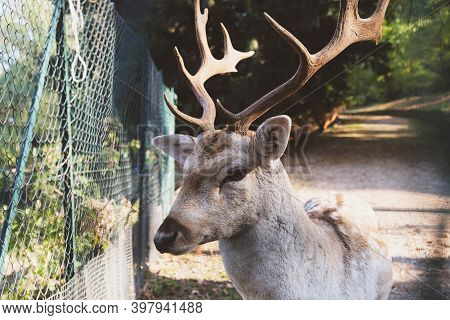 Beautiful Young Fallow Deer In The Autumn Forest.