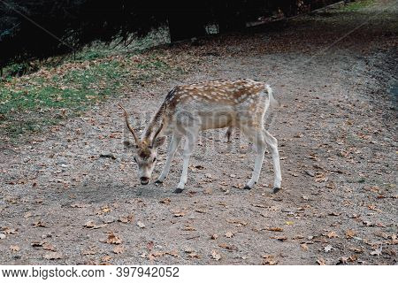 Beautiful Young Fallow Deer In The Autumn Forest.