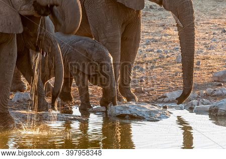Close-up Of African Elephant At Sunset At The Halali Waterhole In Northern Namibia