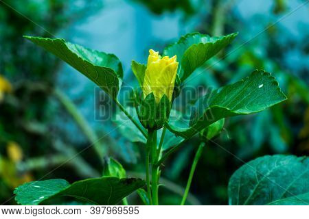 Hibiscus Rosa-sinensis And It Is Also Known As China Rose And Shoe Flower